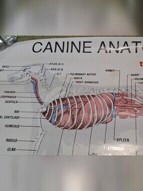 Vintage 2004 Veterinary Canine Anatomy Poster Penn Foster, Inc.